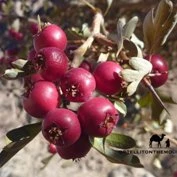 European cranberrybush